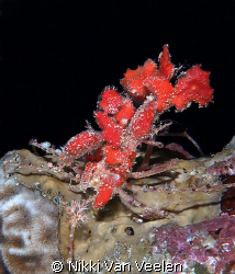 Sponge carrier taken on a night dive at Sharksbay with E300. by Nikki Van Veelen 